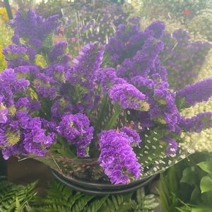 Meet your Posher, Yvette